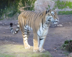 tiger